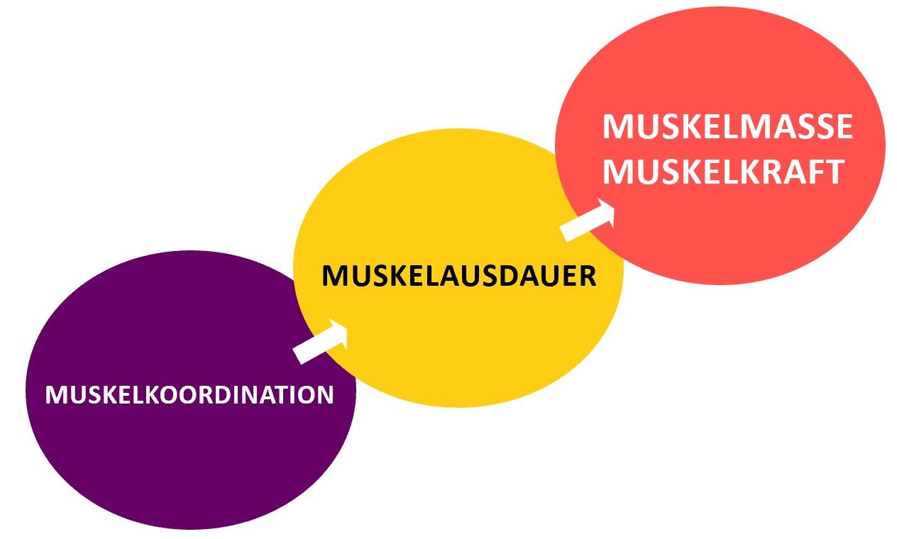 Ziel Des Muskulären Trainings